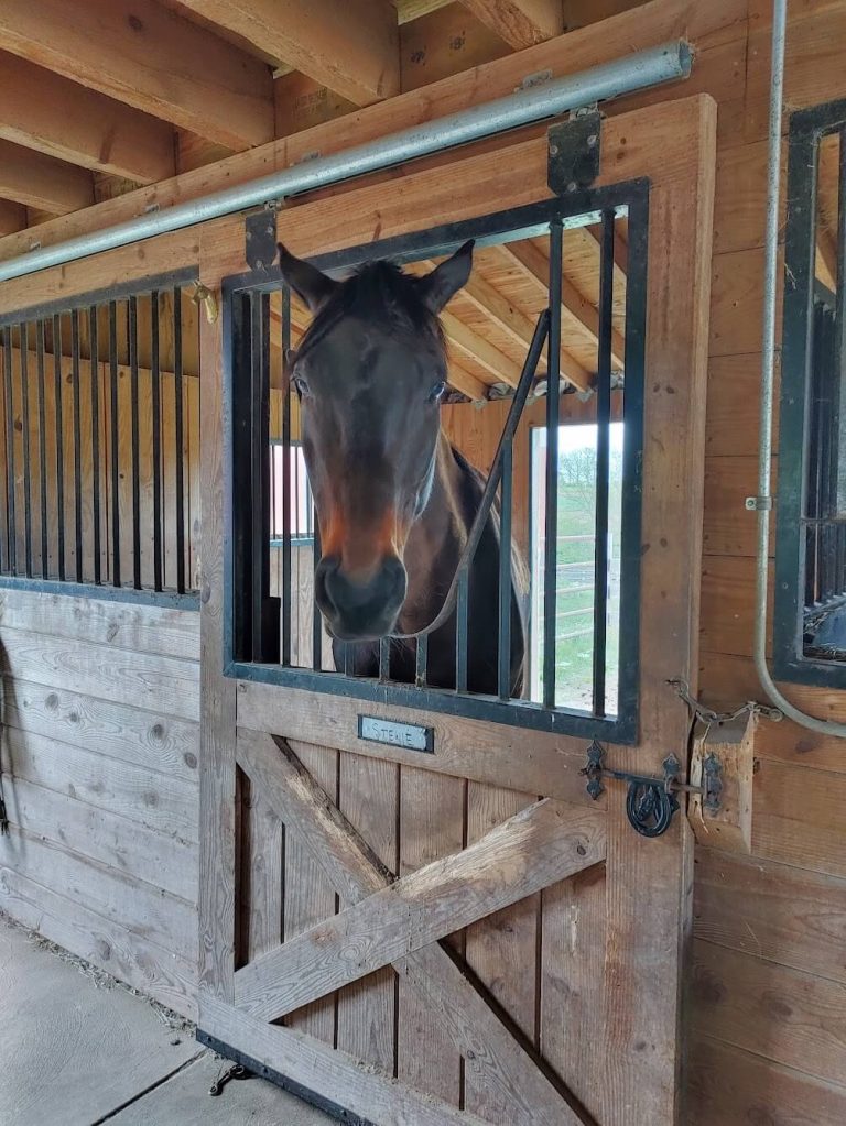 Stewie in his stall