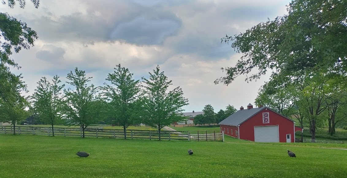 Our ungovernable guinea hens