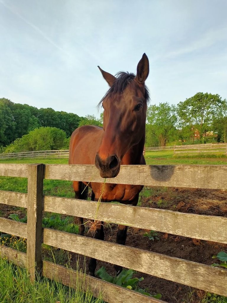 Stewie in the Pasture