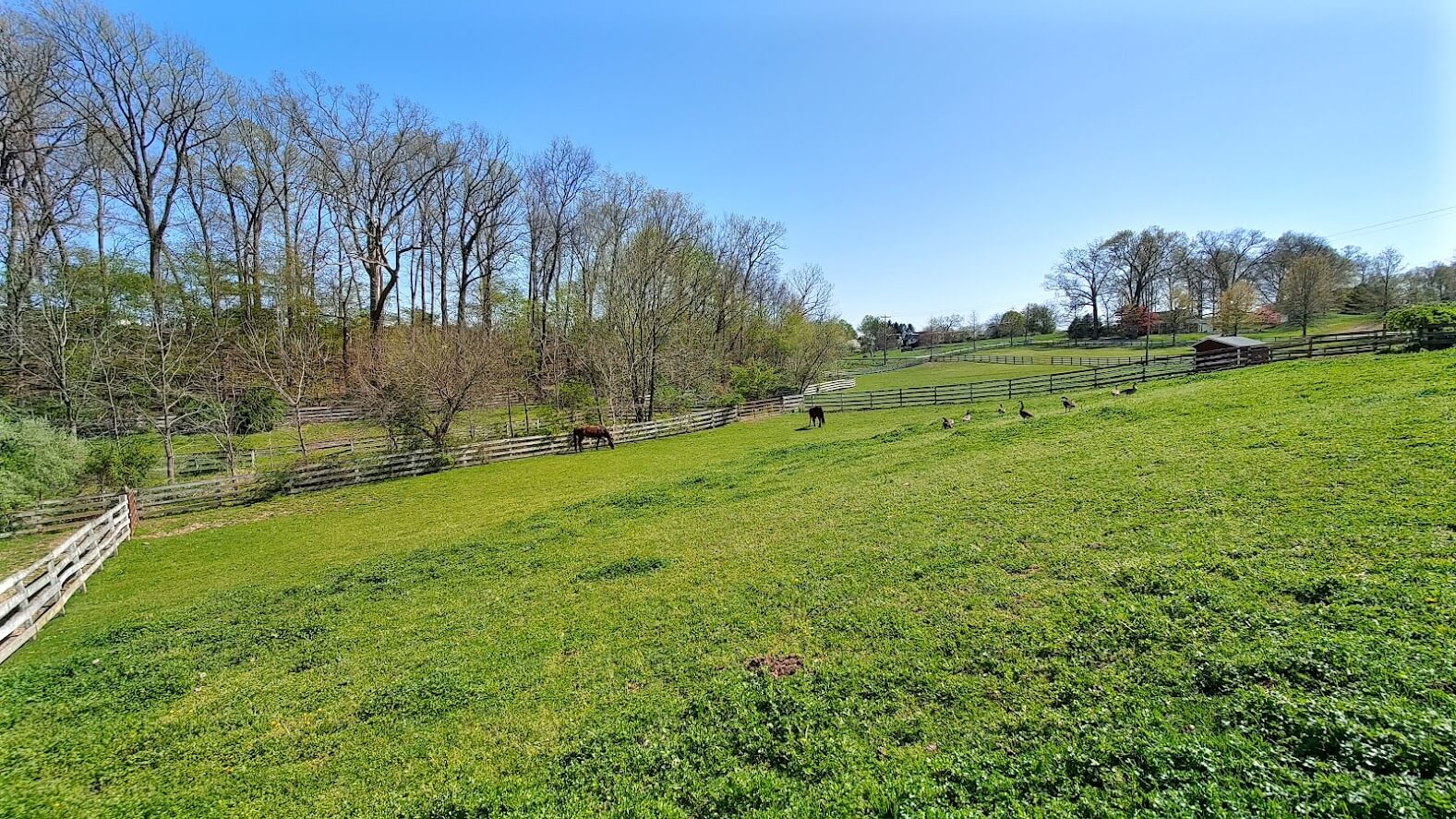 Clem and Horton in the Lower Pasture